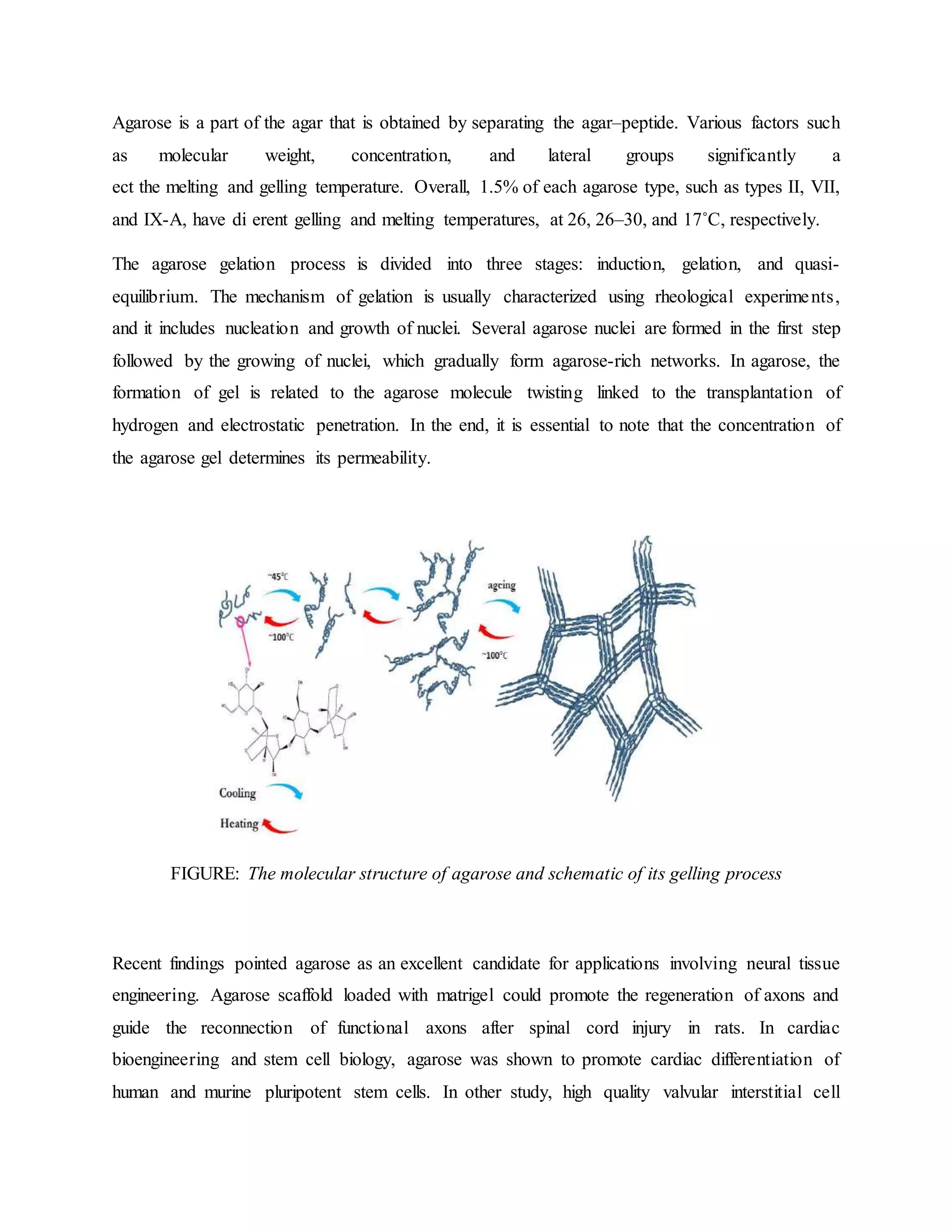 Agarose is a part of the agar that is obtained by separating the agar–peptide. Various factors such
as molecular weight, concentration, and lateral groups significantly a
ect the melting and gelling temperature. Overall, 1.5% of each agarose type, such as types II, VII,
and IX-A, have di erent gelling and melting temperatures, at 26, 26–30, and 17˚C, respectively.
The agarose gelation process is divided into three stages: induction, gelation, and quasi-
equilibrium. The mechanism of gelation is usually characterized using rheological experiments,
and it includes nucleation and growth of nuclei. Several agarose nuclei are formed in the first step
followed by the growing of nuclei, which gradually form agarose-rich networks. In agarose, the
formation of gel is related to the agarose molecule twisting linked to the transplantation of
hydrogen and electrostatic penetration. In the end, it is essential to note that the concentration of
the agarose gel determines its permeability.
FIGURE: The molecular structure of agarose and schematic of its gelling process
Recent findings pointed agarose as an excellent candidate for applications involving neural tissue
engineering. Agarose scaffold loaded with matrigel could promote the regeneration of axons and
guide the reconnection of functional axons after spinal cord injury in rats. In cardiac
bioengineering and stem cell biology, agarose was shown to promote cardiac differentiation of
human and murine pluripotent stem cells. In other study, high quality valvular interstitial cell
 