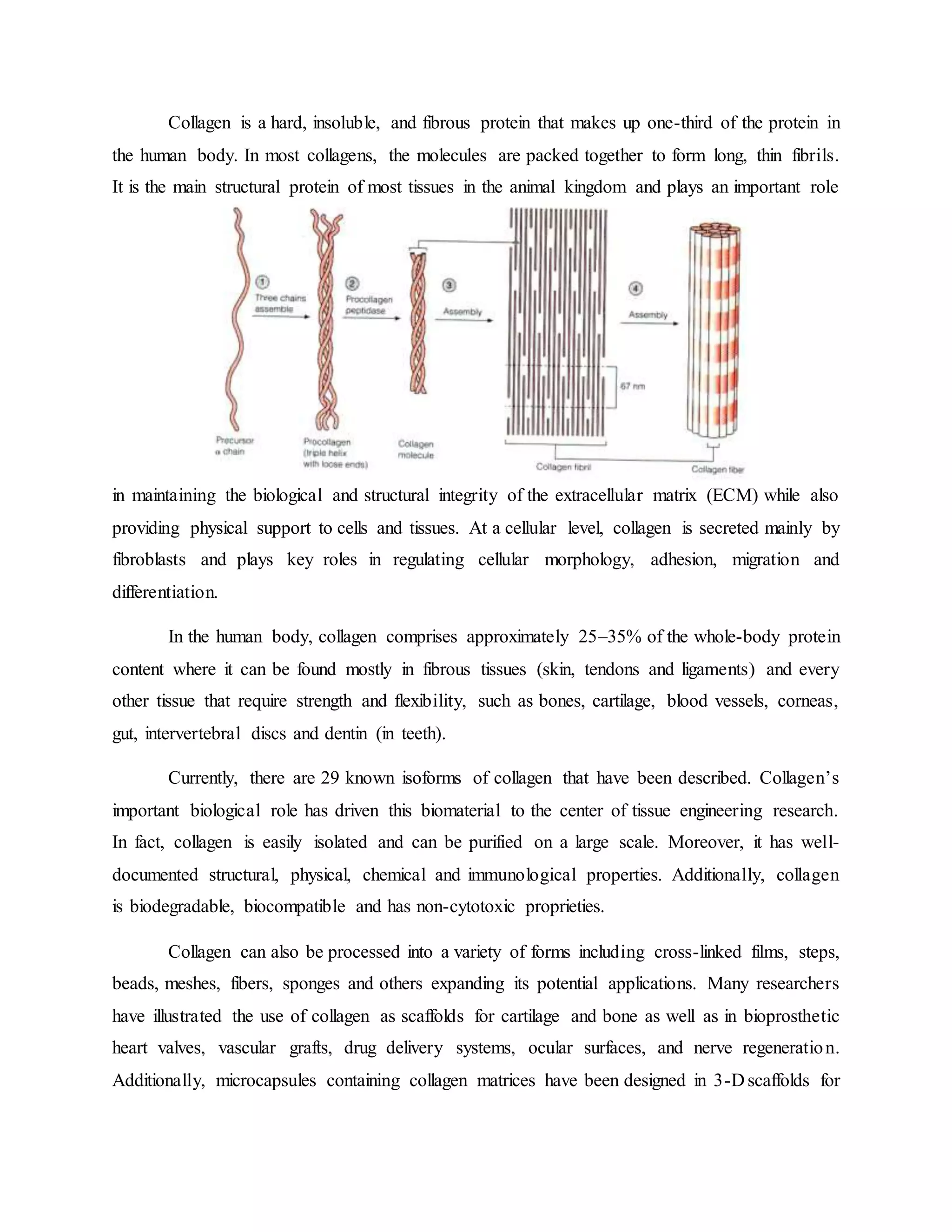 Collagen is a hard, insoluble, and fibrous protein that makes up one-third of the protein in
the human body. In most collagens, the molecules are packed together to form long, thin fibrils.
It is the main structural protein of most tissues in the animal kingdom and plays an important role
in maintaining the biological and structural integrity of the extracellular matrix (ECM) while also
providing physical support to cells and tissues. At a cellular level, collagen is secreted mainly by
fibroblasts and plays key roles in regulating cellular morphology, adhesion, migration and
differentiation.
In the human body, collagen comprises approximately 25–35% of the whole-body protein
content where it can be found mostly in fibrous tissues (skin, tendons and ligaments) and every
other tissue that require strength and flexibility, such as bones, cartilage, blood vessels, corneas,
gut, intervertebral discs and dentin (in teeth).
Currently, there are 29 known isoforms of collagen that have been described. Collagen’s
important biological role has driven this biomaterial to the center of tissue engineering research.
In fact, collagen is easily isolated and can be purified on a large scale. Moreover, it has well-
documented structural, physical, chemical and immunological properties. Additionally, collagen
is biodegradable, biocompatible and has non-cytotoxic proprieties.
Collagen can also be processed into a variety of forms including cross-linked films, steps,
beads, meshes, fibers, sponges and others expanding its potential applications. Many researchers
have illustrated the use of collagen as scaffolds for cartilage and bone as well as in bioprosthetic
heart valves, vascular grafts, drug delivery systems, ocular surfaces, and nerve regeneration.
Additionally, microcapsules containing collagen matrices have been designed in 3-D scaffolds for
 