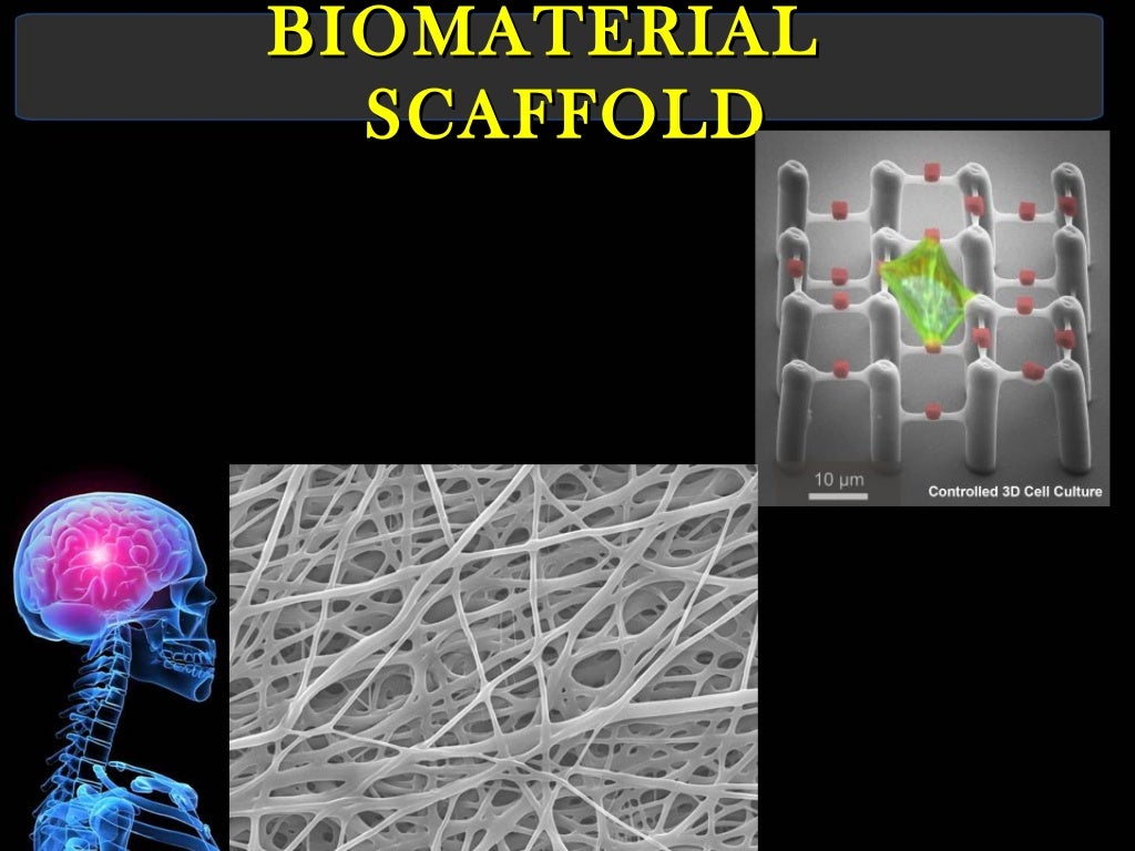 biomaterials in tissue engineering ppt