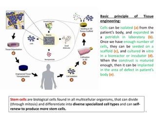 Basic principle of Tissue
engineering:
Cells can be isolated (a) from the
patient’s body, and expanded in
a petridish in laboratory (b).
Once we have enough number of
cells, they can be seeded on a
scaffold (c), and cultured in vitro
in a bioreactor or incubator (d).
When the construct is matured
enough, then it can be implanted
in the area of defect in patient’s
body (e).
Stem cells are biological cells found in all multicellular organisms, that can divide
(through mitosis) and differentiate into diverse specialized cell types and can self-
renew to produce more stem cells.
4
 