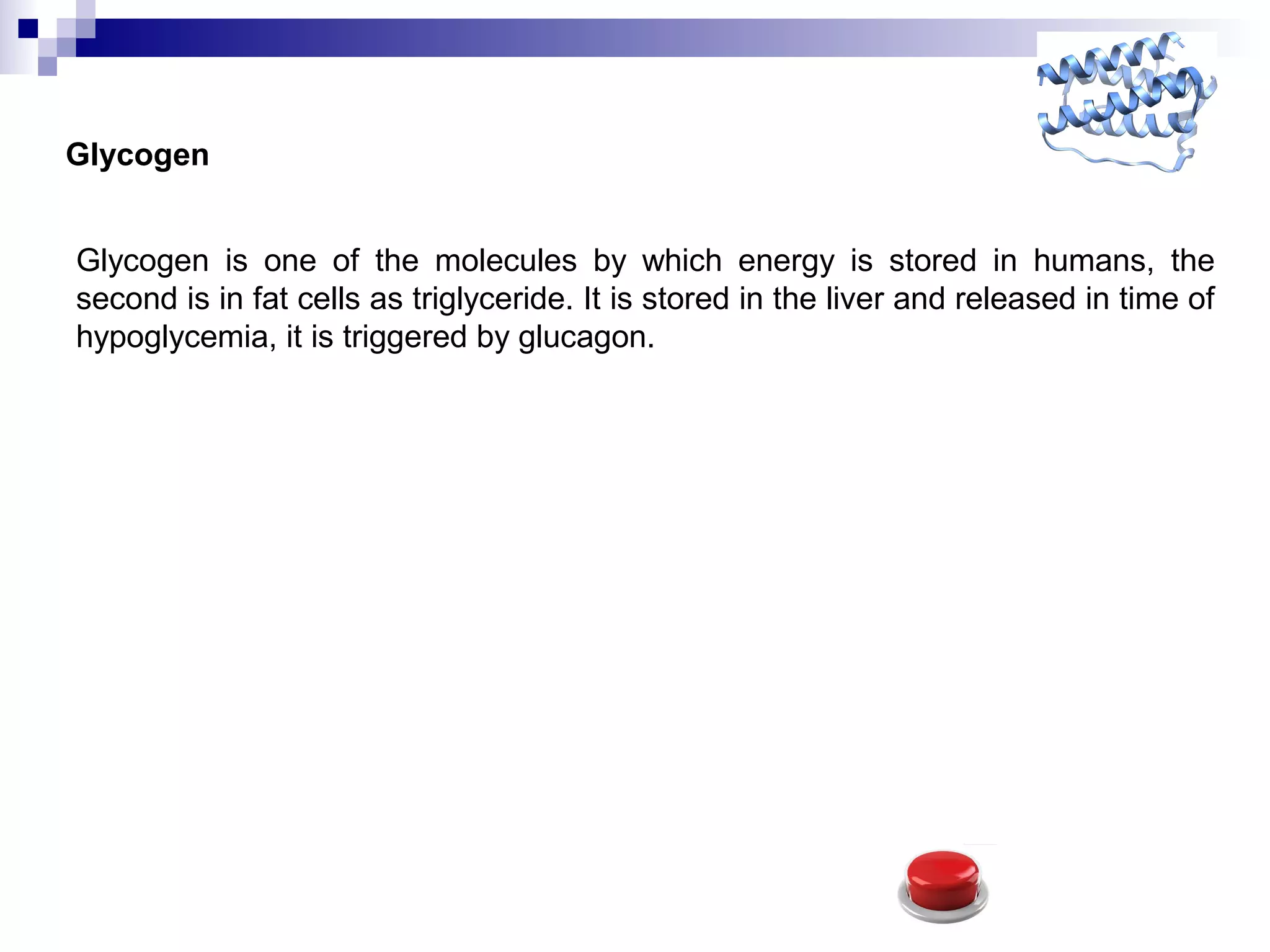 Glycogen
Glycogen is one of the molecules by which energy is stored in humans, the
second is in fat cells as triglyceride. It is stored in the liver and released in time of
hypoglycemia, it is triggered by glucagon.
 