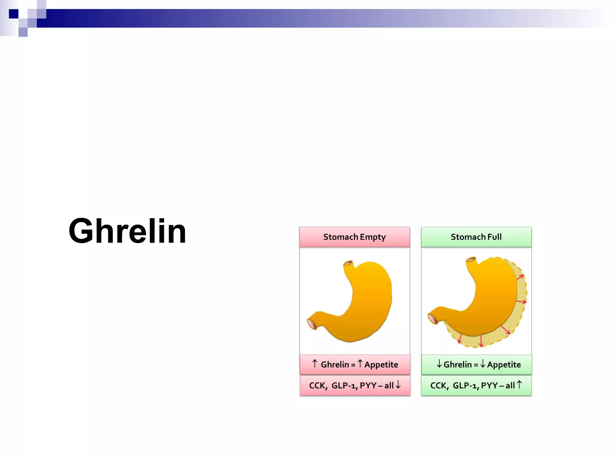 Ghrelin
 