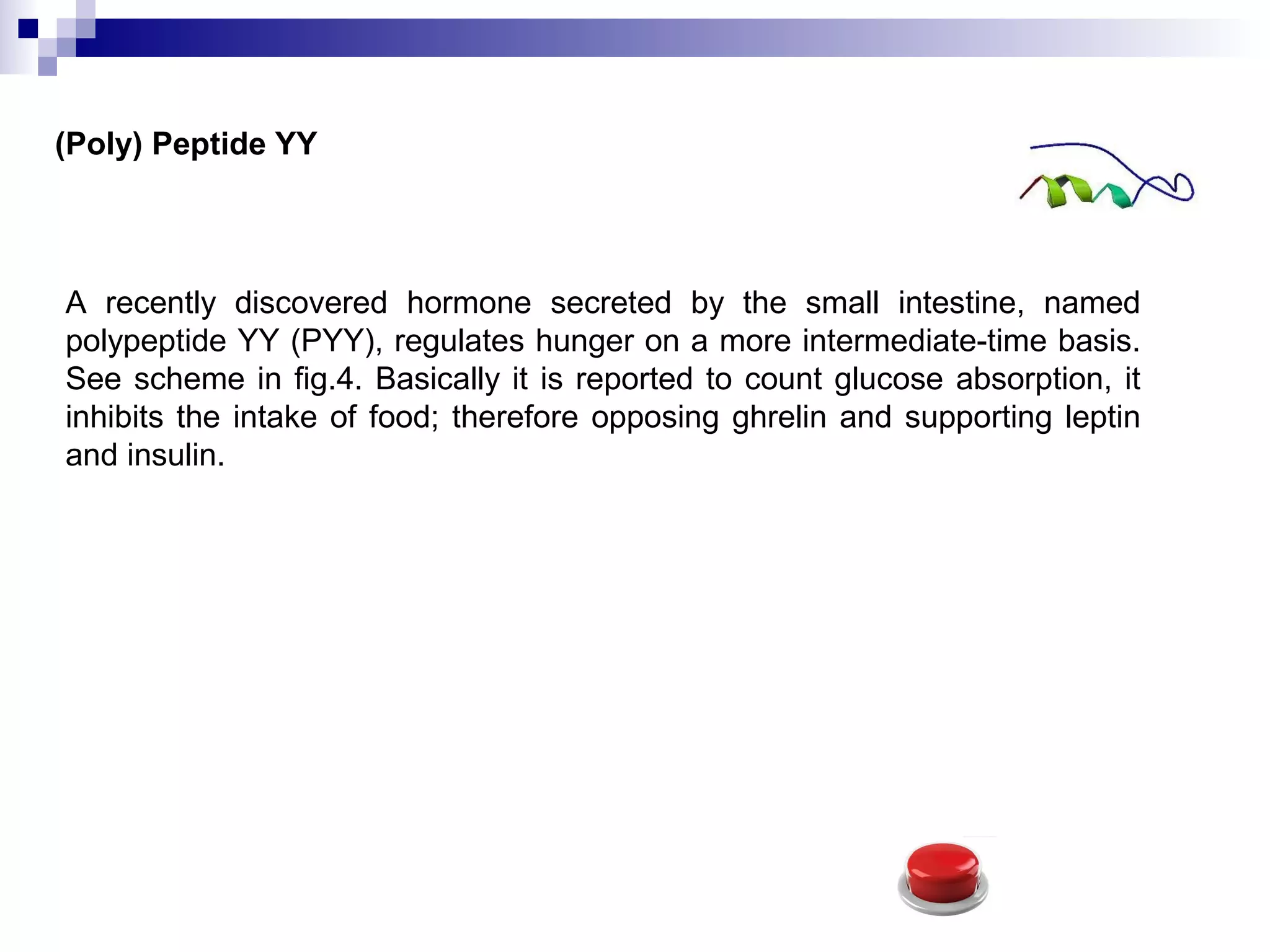 (Poly) Peptide YY
A recently discovered hormone secreted by the small intestine, named
polypeptide YY (PYY), regulates hunger on a more intermediate-time basis.
See scheme in fig.4. Basically it is reported to count glucose absorption, it
inhibits the intake of food; therefore opposing ghrelin and supporting leptin
and insulin.
 