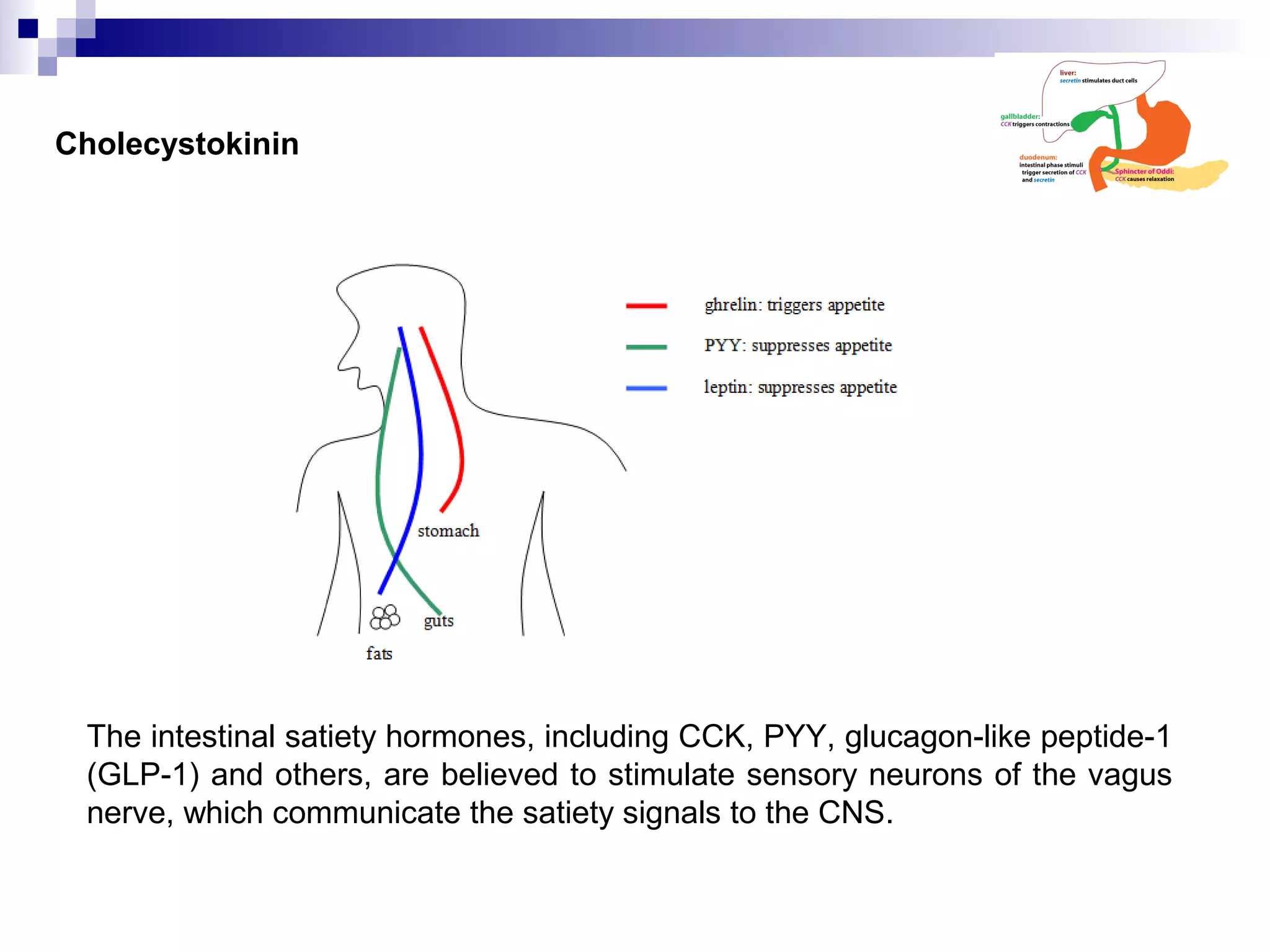 Cholecystokinin
The intestinal satiety hormones, including CCK, PYY, glucagon-like peptide-1
(GLP-1) and others, are believed to stimulate sensory neurons of the vagus
nerve, which communicate the satiety signals to the CNS.
 