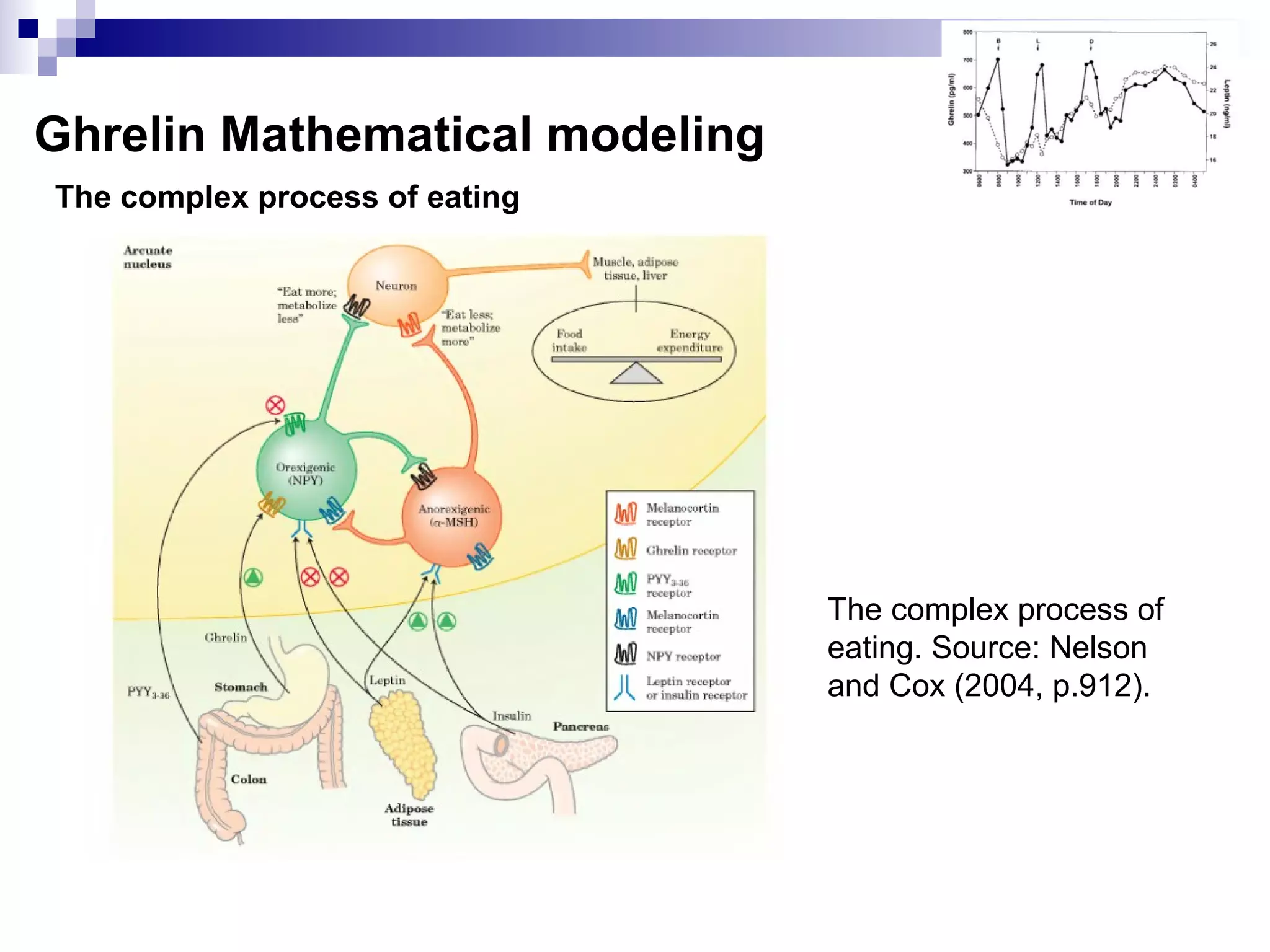 The complex process of eating
Ghrelin Mathematical modeling
The complex process of
eating. Source: Nelson
and Cox (2004, p.912).
 