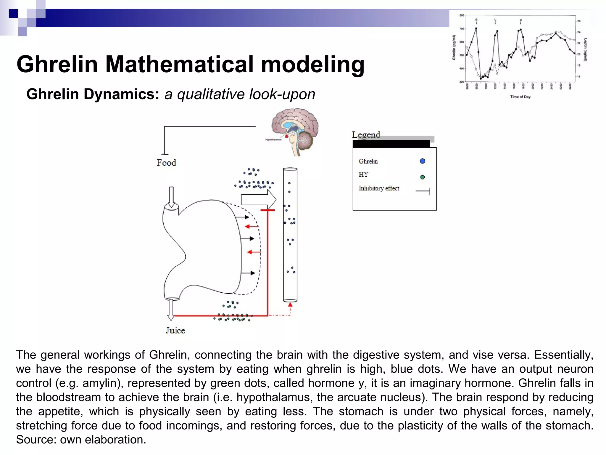Ghrelin Dynamics: a qualitative look-upon
Ghrelin Mathematical modeling
The general workings of Ghrelin, connecting the brain with the digestive system, and vise versa. Essentially,
we have the response of the system by eating when ghrelin is high, blue dots. We have an output neuron
control (e.g. amylin), represented by green dots, called hormone y, it is an imaginary hormone. Ghrelin falls in
the bloodstream to achieve the brain (i.e. hypothalamus, the arcuate nucleus). The brain respond by reducing
the appetite, which is physically seen by eating less. The stomach is under two physical forces, namely,
stretching force due to food incomings, and restoring forces, due to the plasticity of the walls of the stomach.
Source: own elaboration.
 