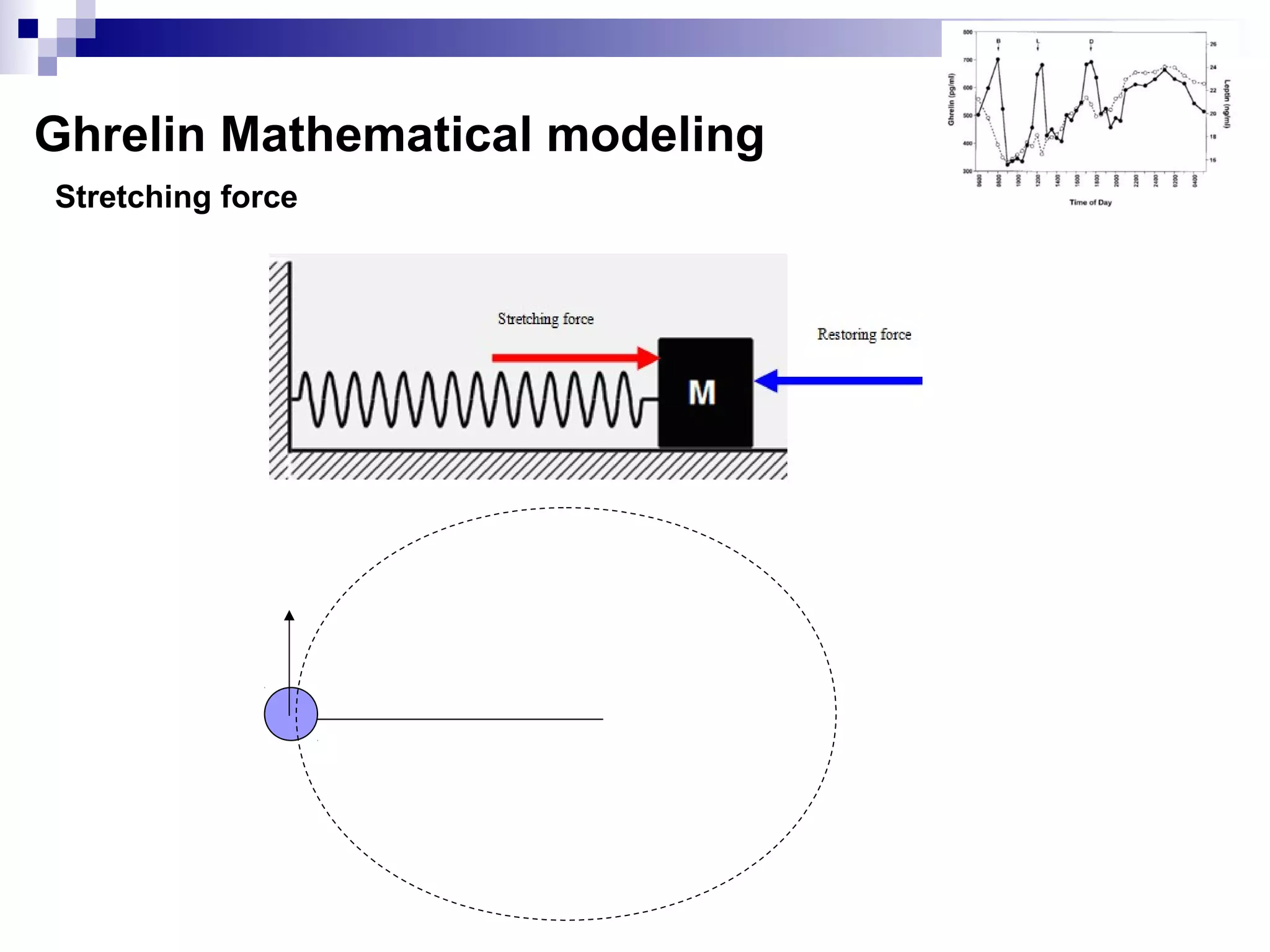 Stretching force
Ghrelin Mathematical modeling
 
