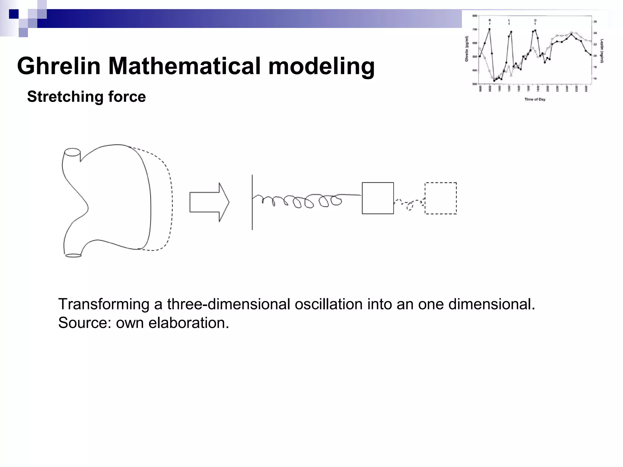 Stretching force
Ghrelin Mathematical modeling
Transforming a three-dimensional oscillation into an one dimensional.
Source: own elaboration.
 