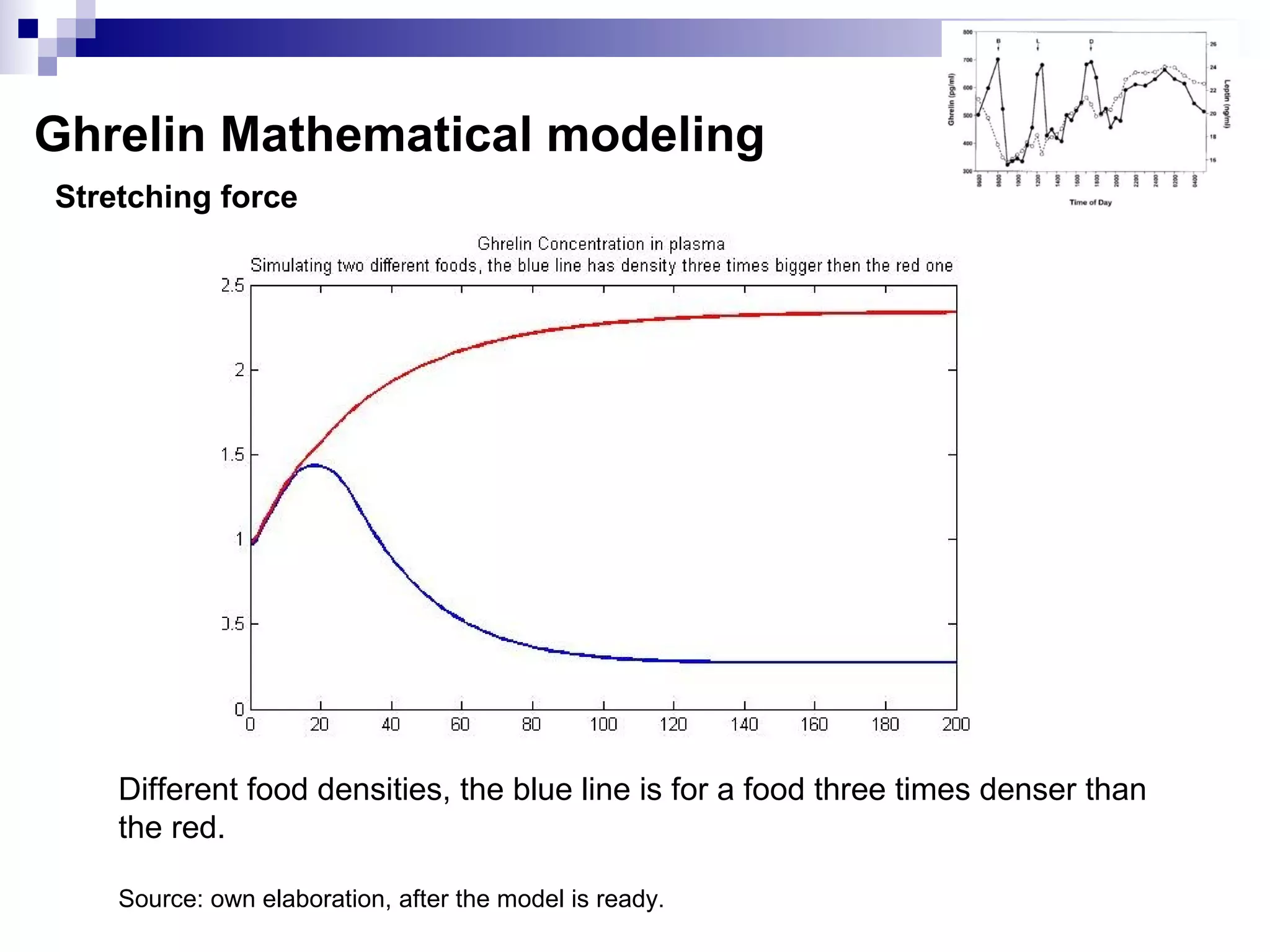 Stretching force
Ghrelin Mathematical modeling
Different food densities, the blue line is for a food three times denser than
the red.
Source: own elaboration, after the model is ready.
 