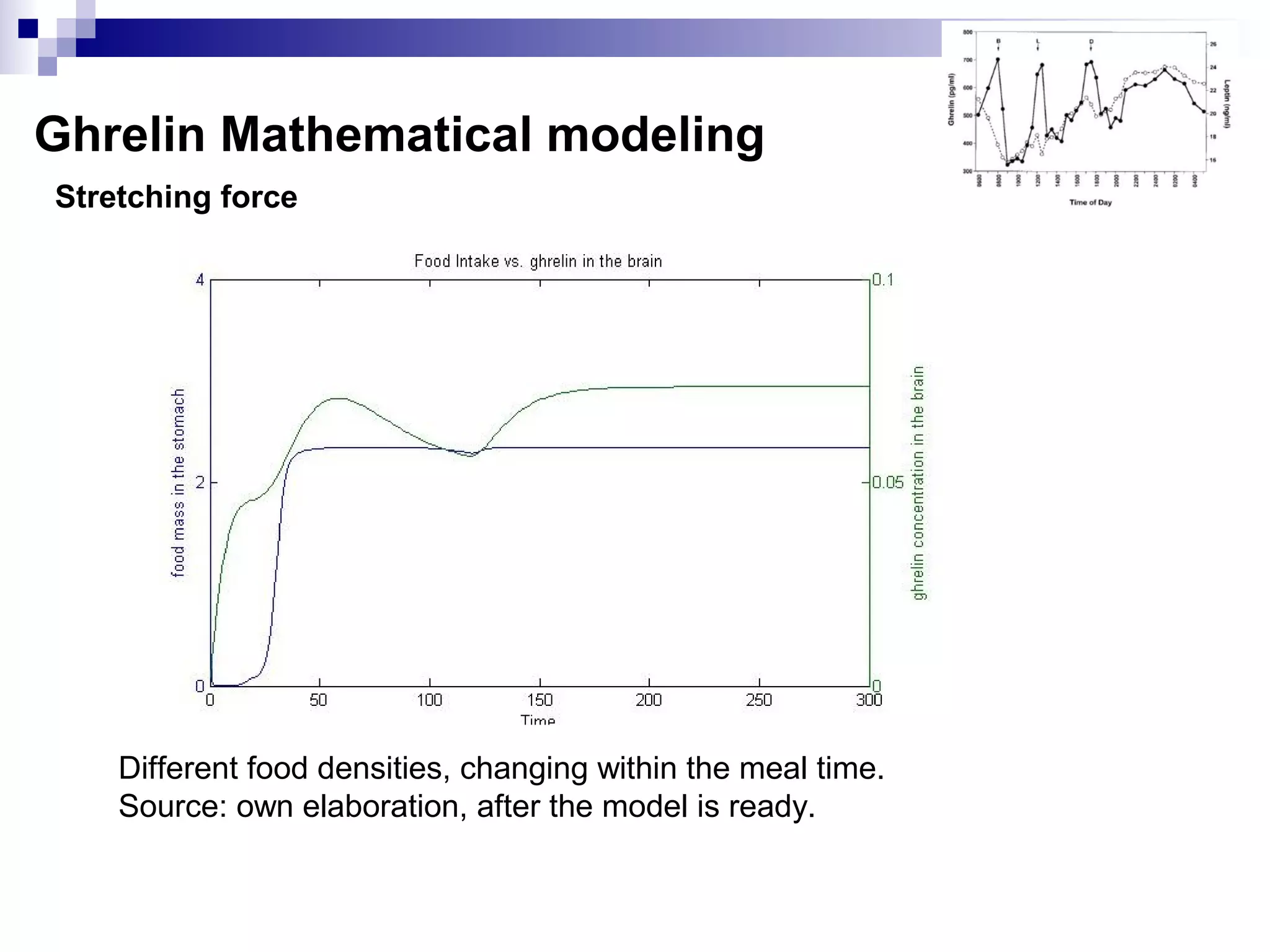 Stretching force
Ghrelin Mathematical modeling
Different food densities, changing within the meal time.
Source: own elaboration, after the model is ready.
 