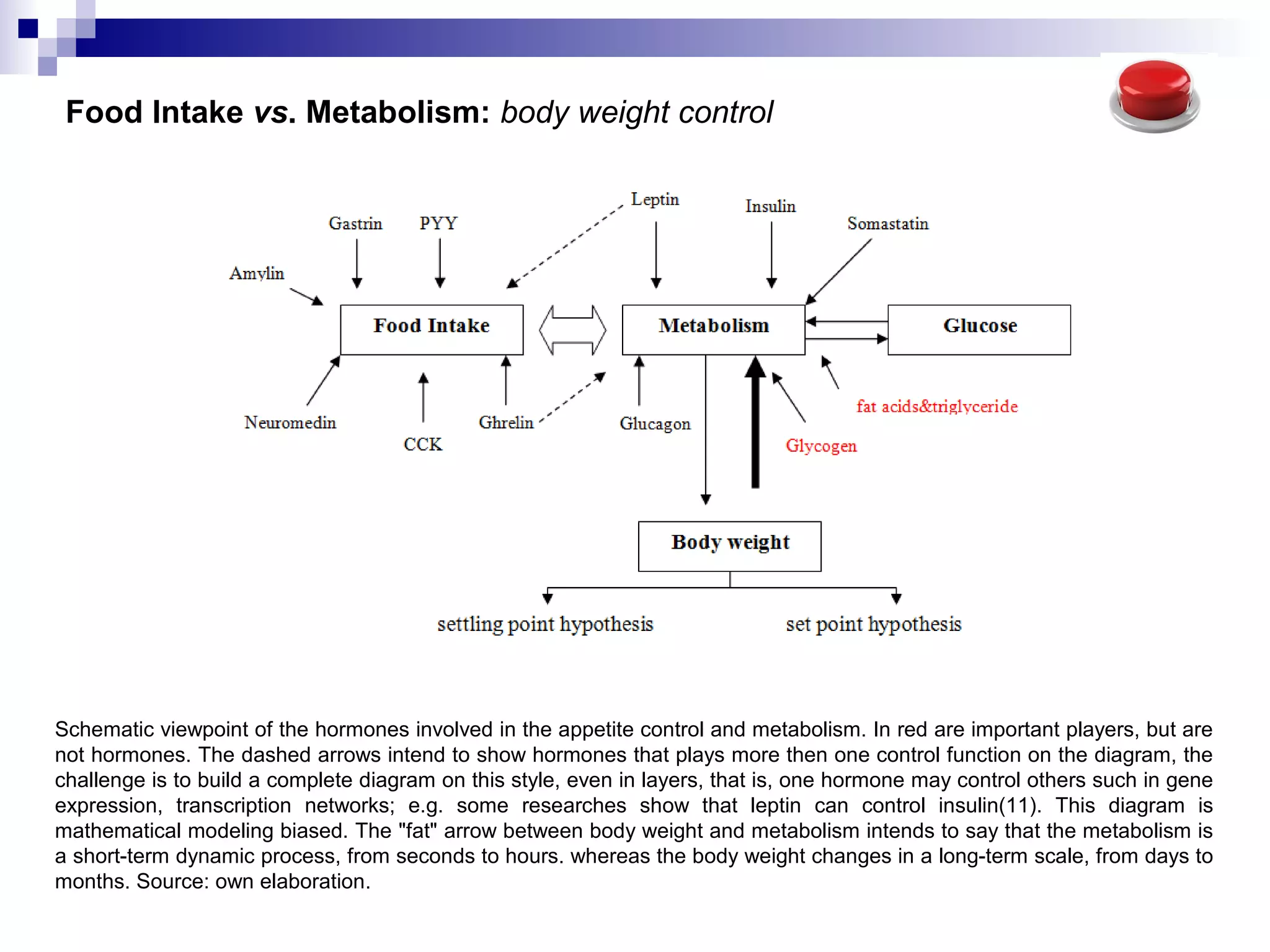 Food Intake vs. Metabolism: body weight control
Schematic viewpoint of the hormones involved in the appetite control and metabolism. In red are important players, but are
not hormones. The dashed arrows intend to show hormones that plays more then one control function on the diagram, the
challenge is to build a complete diagram on this style, even in layers, that is, one hormone may control others such in gene
expression, transcription networks; e.g. some researches show that leptin can control insulin(11). This diagram is
mathematical modeling biased. The "fat" arrow between body weight and metabolism intends to say that the metabolism is
a short-term dynamic process, from seconds to hours. whereas the body weight changes in a long-term scale, from days to
months. Source: own elaboration.
 