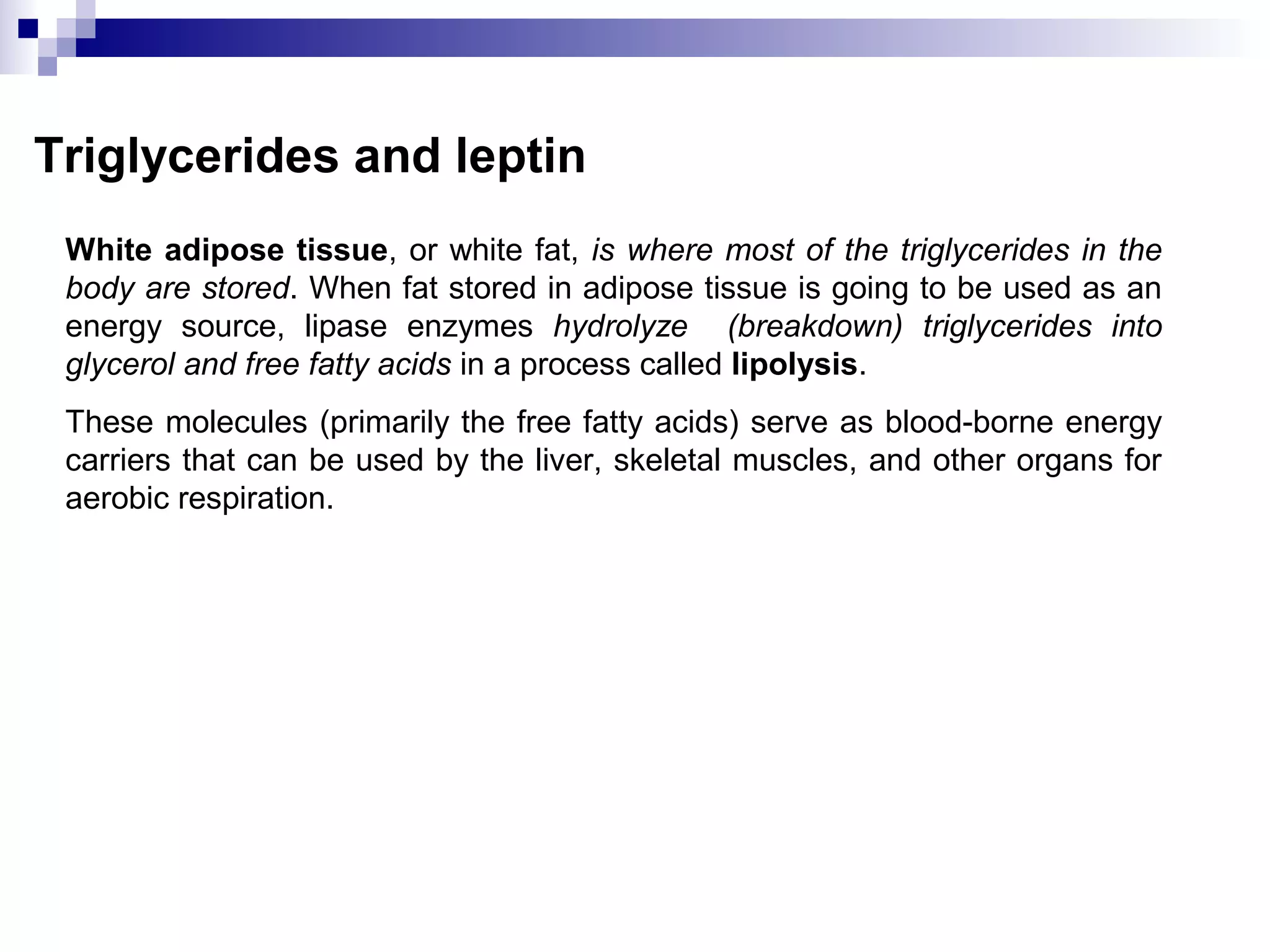 Triglycerides and leptin
White adipose tissue, or white fat, is where most of the triglycerides in the
body are stored. When fat stored in adipose tissue is going to be used as an
energy source, lipase enzymes hydrolyze (breakdown) triglycerides into
glycerol and free fatty acids in a process called lipolysis.
These molecules (primarily the free fatty acids) serve as blood-borne energy
carriers that can be used by the liver, skeletal muscles, and other organs for
aerobic respiration.
 