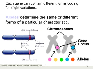 10Copyright © 2006-2011 Marshall Cavendish International (Singapore) Pte. Ltd.
Each gene can contain different forms coding
for slight variations.
Alleles determine the same or different
forms of a particular characteristic.
 