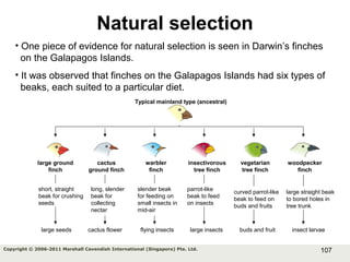 107Copyright © 2006-2011 Marshall Cavendish International (Singapore) Pte. Ltd.
Natural selection
• One piece of evidence for natural selection is seen in Darwin’s finches
on the Galapagos Islands.
• It was observed that finches on the Galapagos Islands had six types of
beaks, each suited to a particular diet.
large ground
finch
cactus
ground finch
warbler
finch
insectivorous
tree finch
vegetarian
tree finch
woodpecker
finch
Typical mainland type (ancestral)
short, straight
beak for crushing
seeds
long, slender
beak for
collecting
nectar
slender beak
for feeding on
small insects in
mid-air
parrot-like
beak to feed
on insects
curved parrot-like
beak to feed on
buds and fruits
large straight beak
to bored holes in
tree trunk
large seeds cactus flower flying insects large insects buds and fruit insect larvae
 