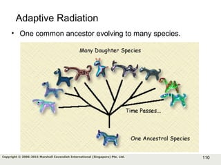 110Copyright © 2006-2011 Marshall Cavendish International (Singapore) Pte. Ltd.
Adaptive Radiation
• One common ancestor evolving to many species.
 