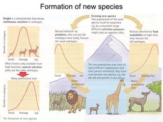 113Copyright © 2006-2011 Marshall Cavendish International (Singapore) Pte. Ltd.
Formation of new species
 