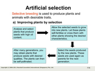 114Copyright © 2006-2011 Marshall Cavendish International (Singapore) Pte. Ltd.
Artificial selection
Selective breeding is used to produce plants and
animals with desirable traits.
a) Improving plants by selection
Analyse and select
plants that produce
seeds with high oil
content.
Allow the selected seeds to grow
into new plants. Let these plants
self-fertilise or cross them with
other plants showing the desired
characteristics.
Select the seeds produced
by the new plants. These
seeds are used again as
parents for the next
generation.
After many generations, you
may obtain plants that
produce seeds with desired
qualities. The plants can then
be self-pollinated.
 