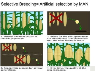 116Copyright © 2006-2011 Marshall Cavendish International (Singapore) Pte. Ltd.
Selective Breeding= Artificial selection by MAN
 