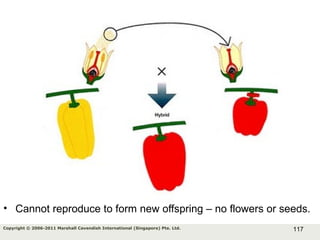 117Copyright © 2006-2011 Marshall Cavendish International (Singapore) Pte. Ltd.
• Cannot reproduce to form new offspring – no flowers or seeds.
 