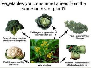 119Copyright © 2006-2011 Marshall Cavendish International (Singapore) Pte. Ltd.
Vegetables you consumed arises from the
same ancestor plant?
 