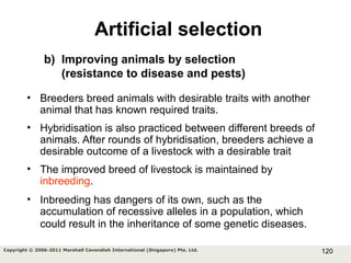 120Copyright © 2006-2011 Marshall Cavendish International (Singapore) Pte. Ltd.
• Breeders breed animals with desirable traits with another
animal that has known required traits.
• Hybridisation is also practiced between different breeds of
animals. After rounds of hybridisation, breeders achieve a
desirable outcome of a livestock with a desirable trait
• The improved breed of livestock is maintained by
inbreeding.
• Inbreeding has dangers of its own, such as the
accumulation of recessive alleles in a population, which
could result in the inheritance of some genetic diseases.
Artificial selection
b) Improving animals by selection
(resistance to disease and pests)
 