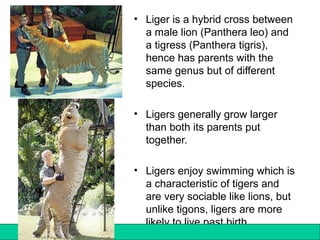 122Copyright © 2006-2011 Marshall Cavendish International (Singapore) Pte. Ltd.
• Liger is a hybrid cross between
a male lion (Panthera leo) and
a tigress (Panthera tigris),
hence has parents with the
same genus but of different
species.
• Ligers generally grow larger
than both its parents put
together.
• Ligers enjoy swimming which is
a characteristic of tigers and
are very sociable like lions, but
unlike tigons, ligers are more
likely to live past birth
 