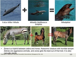 123Copyright © 2006-2011 Marshall Cavendish International (Singapore) Pte. Ltd.
• Zorse is a hybrid between zebra and horse. Awesome creature with horrible temper.
Zebras are aggressive animals, and zorse gets the best out of that trait. It is also
naturally sterile
 