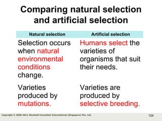 124Copyright © 2006-2011 Marshall Cavendish International (Singapore) Pte. Ltd.
Comparing natural selection
and artificial selection
Natural selection Artificial selection
Selection occurs
when natural
environmental
conditions
change.
Humans select the
varieties of
organisms that suit
their needs.
Varieties
produced by
mutations.
Varieties are
produced by
selective breeding.
 