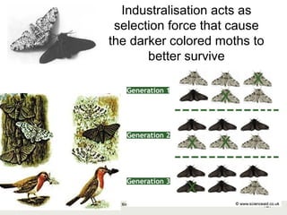 127Copyright © 2006-2011 Marshall Cavendish International (Singapore) Pte. Ltd.
Industralisation acts as
selection force that cause
the darker colored moths to
better survive
 