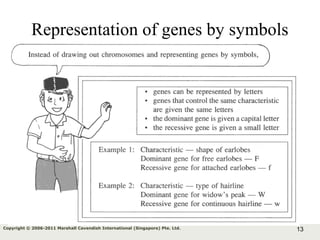 13Copyright © 2006-2011 Marshall Cavendish International (Singapore) Pte. Ltd.
Representation of genes by symbols
 