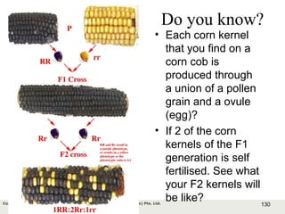 130Copyright © 2006-2011 Marshall Cavendish International (Singapore) Pte. Ltd.
Do you know?
• Each corn kernel
that you find on a
corn cob is
produced through
a union of a pollen
grain and a ovule
(egg)?
• If 2 of the corn
kernels of the F1
generation is self
fertilised. See what
your F2 kernels will
be like?
 