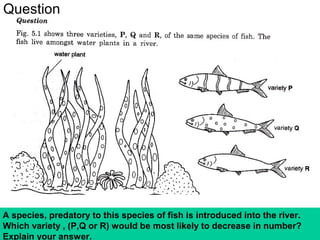133Copyright © 2006-2011 Marshall Cavendish International (Singapore) Pte. Ltd.
Question
A species, predatory to this species of fish is introduced into the river.
Which variety , (P,Q or R) would be most likely to decrease in number?
Explain your answer.
 