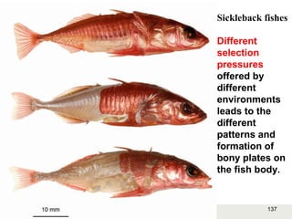 137Copyright © 2006-2011 Marshall Cavendish International (Singapore) Pte. Ltd.
Sickleback fishes
Different
selection
pressures
offered by
different
environments
leads to the
different
patterns and
formation of
bony plates on
the fish body.
 