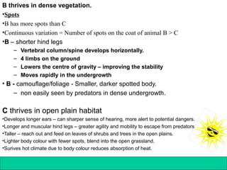 141Copyright © 2006-2011 Marshall Cavendish International (Singapore) Pte. Ltd.
B thrives in dense vegetation.
•Spots
•B has more spots than C
•Continuous variation = Number of spots on the coat of animal B > C
•B – shorter hind legs
– Vertebral column/spine develops horizontally.
– 4 limbs on the ground
– Lowers the centre of gravity – improving the stability
– Moves rapidly in the undergrowth
• B - camouflage/foliage - Smaller, darker spotted body.
– non easily seen by predators in dense undergrowth.
C thrives in open plain habitat
•Develops longer ears – can sharper sense of hearing, more alert to potential dangers.
•Longer and muscular hind legs – greater agility and mobility to escape from predators
•Taller – reach out and feed on leaves of shrubs and trees in the open plains.
•Lighter body colour with fewer spots, blend into the open grassland.
•Surives hot climate due to body colour reduces absorption of heat.
 