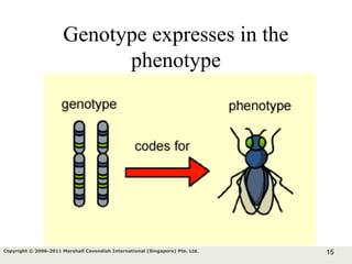 15Copyright © 2006-2011 Marshall Cavendish International (Singapore) Pte. Ltd.
Genotype expresses in the
phenotype
 