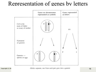 16Copyright © 2006-2011 Marshall Cavendish International (Singapore) Pte. Ltd.
Representation of genes by letters
 
