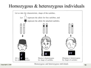 18Copyright © 2006-2011 Marshall Cavendish International (Singapore) Pte. Ltd.
Homozygous & heterozygous individuals
F
F
ff Ff
 