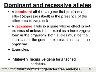 19Copyright © 2006-2011 Marshall Cavendish International (Singapore) Pte. Ltd.
Dominant and recessive alleles
• A dominant allele is a gene that produces its
effect (expresses itself) in the presence of the
other (recessive) allele.
• A recessive allele is a gene whose effect is not
expressed unless it is present as a homozygous
form in the organism. Both alleles must be the
identical for the gene to express its effect in the
organism.
• Examples:
• Mabeylln: recessive gene for attached
earlobes.
Eryue : dominant gene for free earlobes.
 