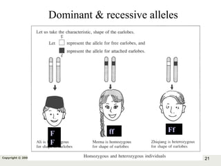 21Copyright © 2006-2011 Marshall Cavendish International (Singapore) Pte. Ltd.
Dominant & recessive alleles
F
F
ff Ff
 