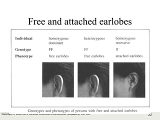 22Copyright © 2006-2011 Marshall Cavendish International (Singapore) Pte. Ltd.
Free and attached earlobes
 
