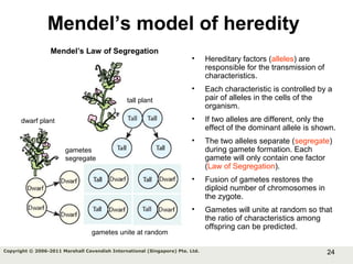 24Copyright © 2006-2011 Marshall Cavendish International (Singapore) Pte. Ltd.
Mendel’s model of heredity
• Hereditary factors (alleles) are
responsible for the transmission of
characteristics.
• Each characteristic is controlled by a
pair of alleles in the cells of the
organism.
• If two alleles are different, only the
effect of the dominant allele is shown.
• The two alleles separate (segregate)
during gamete formation. Each
gamete will only contain one factor
(Law of Segregation).
• Fusion of gametes restores the
diploid number of chromosomes in
the zygote.
• Gametes will unite at random so that
the ratio of characteristics among
offspring can be predicted.
dwarf plant
gametes
segregate
tall plant
gametes unite at random
Mendel’s Law of Segregation
 