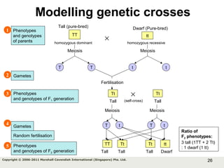 26Copyright © 2006-2011 Marshall Cavendish International (Singapore) Pte. Ltd.
Modelling genetic crosses
TT
× tt
Meiosis
Tall (pure-bred) Dwarf (Pure-bred)
Meiosis
T T t t
Tt Tt
Meiosis
T t
Tall
Meiosis
T t
TT Tt Tt tt
Dwarf
Ratio of
F2 phenotypes:
3 tall (1TT + 2 Tt)
: 1 dwarf (1 tt)
Phenotypes
and genotypes
of parents homozygous dominant homozygous recessive
Gametes
Fertilisation
Phenotypes
and genotypes of F1 generation
×
Tall(self-cross)
TallTall Tall
Gametes
Random fertilisation
Phenotypes
and genotypes of F2 generation
1
2
3
4
5
 