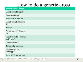 27Copyright © 2006-2011 Marshall Cavendish International (Singapore) Pte. Ltd.
How to do a genetic cross
Phenotypes of Parents
Genotypes of Parents
Gametes formed
Random Fertilisation
Genotypes of offspring
(F1)
Remark
Phenotypes of offspring
F1
Genotypes of F1 parents
(self cross)
Gametes formed
Random fertilisation
F2 genotype and
phenotype
Ratio of F2 phenotypes
 