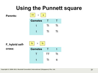 31Copyright © 2006-2011 Marshall Cavendish International (Singapore) Pte. Ltd.
Using the Punnett square
Gametes T T
t Tt Tt
t Tt Tt
Parents: TT tt×
F1 hybrid self-
cross: Gametes T t
T TT Tt
t Tt tt
Tt Tt×
 