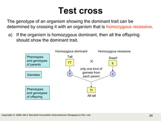 34Copyright © 2006-2011 Marshall Cavendish International (Singapore) Pte. Ltd.
Test cross
The genotype of an organism showing the dominant trait can be
determined by crossing it with an organism that is homozygous recessive.
TT × tt
T t
Homozygous dominant Homozygous recessive
a) If the organism is homozygous dominant, then all the offspring
should show the dominant trait.
Tall Dwarf
Tt
All tall
only one kind of
gamete from
each parent
Phenotypes
and genotypes
of parents
Gametes
Phenotypes
and genotypes
of offspring
 