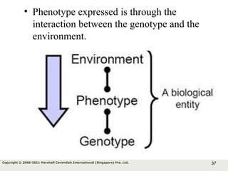 37Copyright © 2006-2011 Marshall Cavendish International (Singapore) Pte. Ltd.
• Phenotype expressed is through the
interaction between the genotype and the
environment.
 
