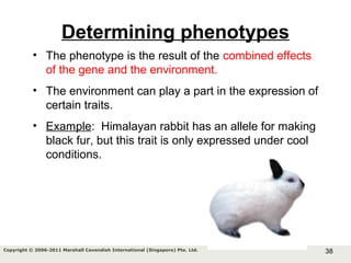 38Copyright © 2006-2011 Marshall Cavendish International (Singapore) Pte. Ltd.
Determining phenotypes
• The phenotype is the result of the combined effects
of the gene and the environment.
• The environment can play a part in the expression of
certain traits.
• Example: Himalayan rabbit has an allele for making
black fur, but this trait is only expressed under cool
conditions.
 