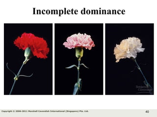 40Copyright © 2006-2011 Marshall Cavendish International (Singapore) Pte. Ltd.
Incomplete dominance
 
