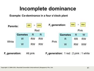 41Copyright © 2006-2011 Marshall Cavendish International (Singapore) Pte. Ltd.
Gametes R R
W RW RW
W RW RW
Red
White
F1 generation: All pink
Incomplete dominance
Example: Co-dominance in a four o’clock plant
Parents: RR WW× F1 generation: RW RW×
Gametes R W
R RR RW
W RW WW
Pink
Pink
F2 generation: 1 red : 2 pink : 1 white
 