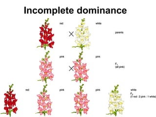 42Copyright © 2006-2011 Marshall Cavendish International (Singapore) Pte. Ltd.
Incomplete dominance
 